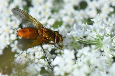 Leskia aurea