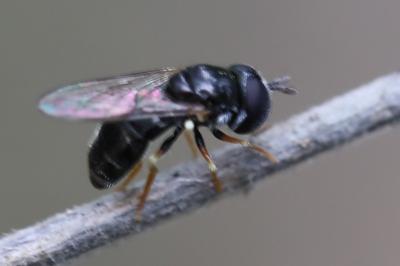 <i>Paragus</i>