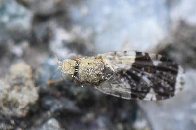 <i>Tephritis formosa</i>