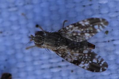 <i>Tephritis vespertina</i>