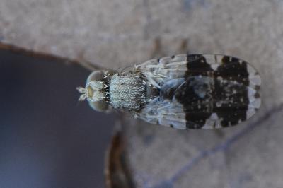 <i>Tephritis formosa</i>