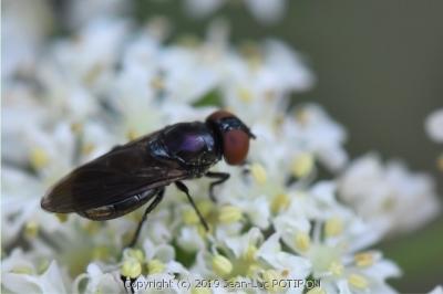 <i>Chrysogaster solstitialis</i>