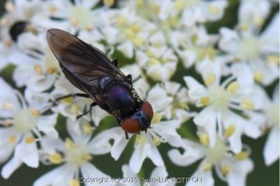 Chrysogaster solstitialis