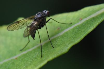 <i>Chrysopilus cristatus</i>