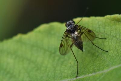 <i>Chrysopilus cristatus</i>