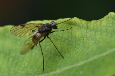 <i>Chrysopilus cristatus</i>