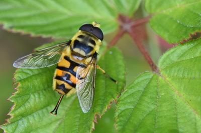 <i>Myathropa florea</i>