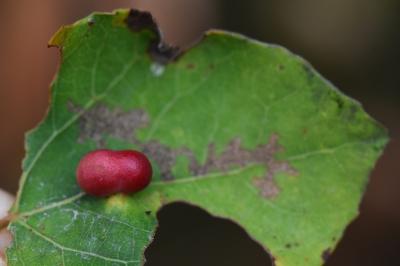 <i>Harmandiola</i>