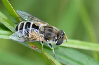 Eristalis arbustorum
