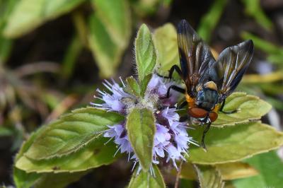 <i>Phasia hemiptera</i>