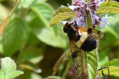 <i>Volucella pellucens</i>