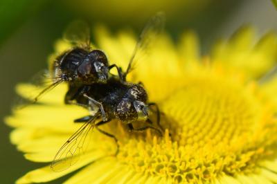 <i>Eristalinus sepulchralis</i>