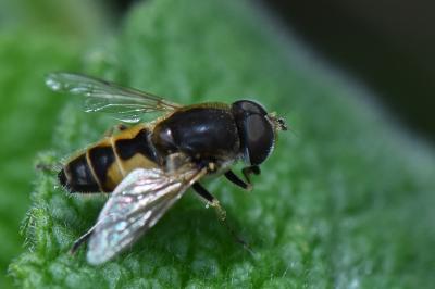 <i>Eristalis arbustorum</i>