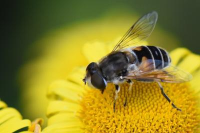 <i>Eristalis arbustorum</i>