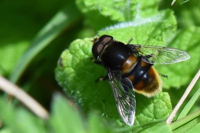 Eristalis intricaria
