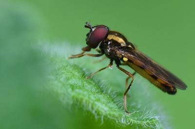 Melanostoma mellinum
