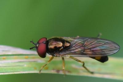 <i>Melanostoma mellinum</i>