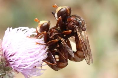 <i>Sicus ferrugineus</i>