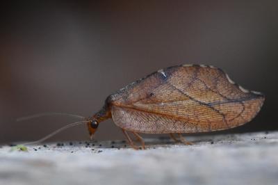 <i>Drepanepteryx phalaenoides</i>