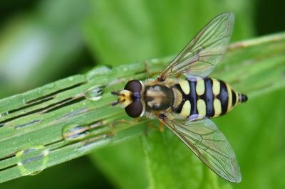 <i>Eupeodes corollae</i>