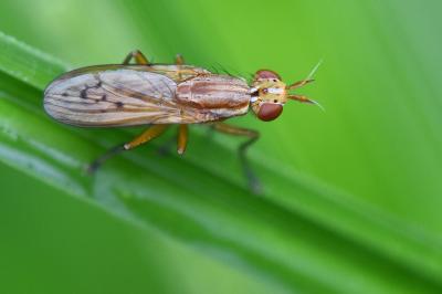 <i>Ilione albiseta</i>