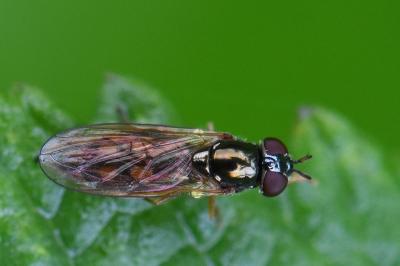 <i>Melanostoma mellinum</i>