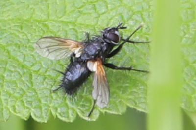 <i>Zophomyia temula</i>