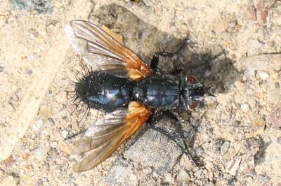 <i>Zophomyia temula</i>