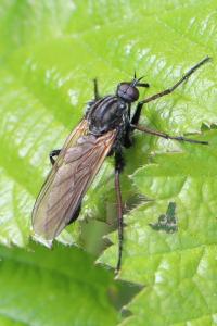 Empis marqueté