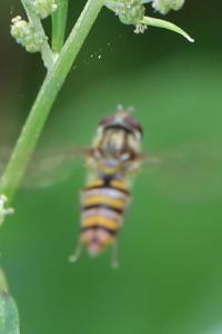 <i>Episyrphus balteatus</i>
