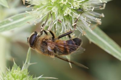 <i>Eristalis tenax</i>
