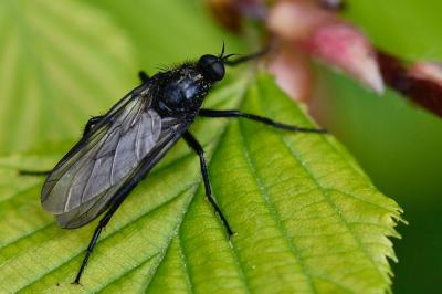 <i>Empis ciliata</i>