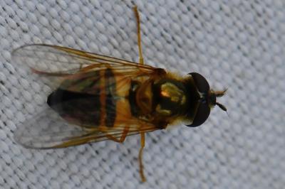 <i>Epistrophe eligans</i>