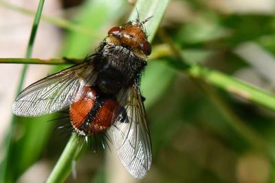 <i>Gonia vacua</i>