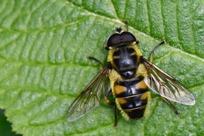 <i>Myathropa florea</i>
