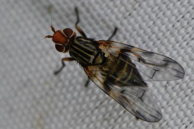 <i>Otites porcus</i>