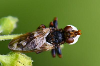 <i>Myopa tessellatipennis</i>
