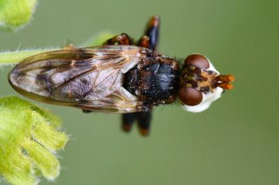 <i>Myopa tessellatipennis</i>