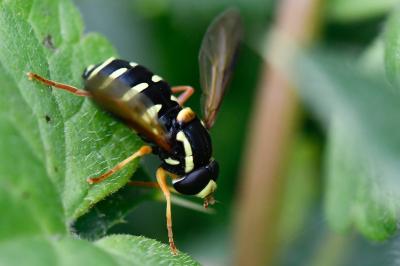 <i>Philhelius citrofasciatus</i>