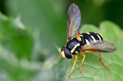 <i>Philhelius citrofasciatus</i>