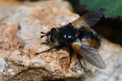<i>Tachina fera</i>