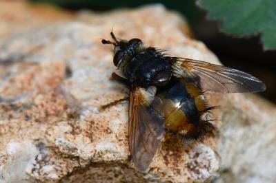 <i>Tachina fera</i>