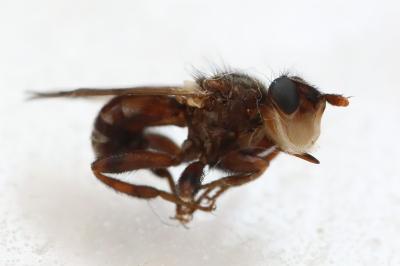 <i>Myopa tessellatipennis</i>