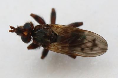 <i>Myopa tessellatipennis</i>