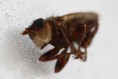 <i>Myopa tessellatipennis</i>