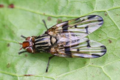 <i>Otites porcus</i>