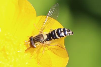 <i>Sphaerophoria scripta</i>