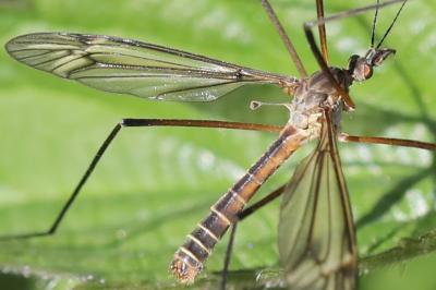 <i>Tipula vernalis</i>