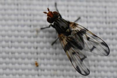 <i>Otites porcus</i>