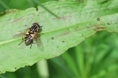 <i>Helophilus pendulus</i>